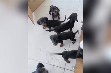 Cochabamba: Rescatan a seis cachorros Dachshund de transporte ilegal hacia El Alto