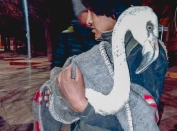 Oruro: El Bioparque Municipal Andino de Oruro reubica a algunos animales a reserva en Cochabamba