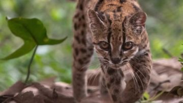 FELCDA perfila campaña de concientización para preservar al felino “Tilcayo”