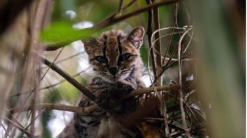 Senda Verde recibe $us 100.000 en donaciones para preservar el hogar del tilcayo