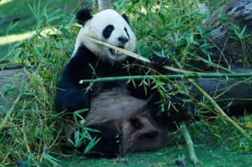 Una pareja de pandas de China llega al zoológico de Atlanta en Estados Unidos