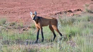 Beni: Biólogo tiene un curioso encuentro con un borochi en Riberalta
