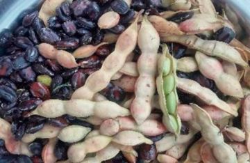Declaran al Palqui patrimonio natural