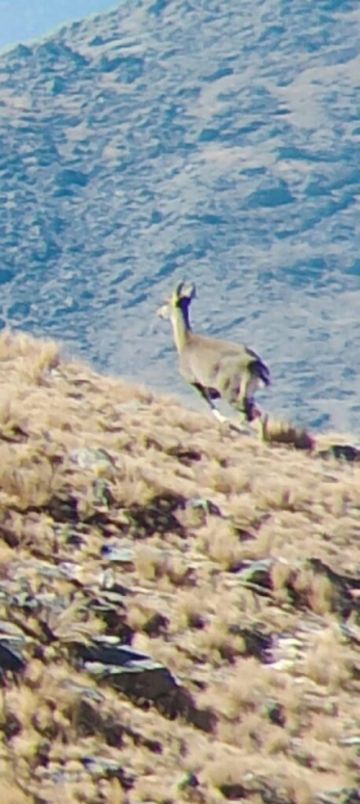Sernap concluye censo de tarucas para reforzar la protección de la fauna en la Cordillera de Sama