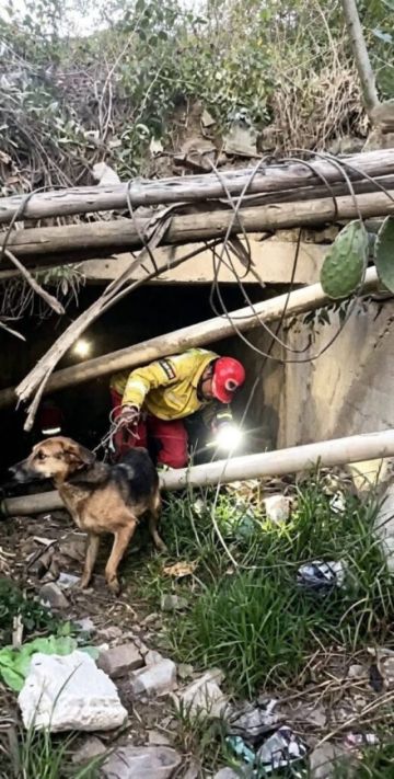 Sucre: Bomberos rescatan a perrito atrapado en alcantarillado