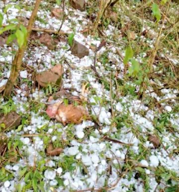 Chuquisaca: Intensa granizada causa daños en cultivos 