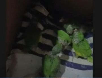 La Paz: Rescatan a 59 pericos de la venta ilegal