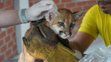 Santa Cruz: Rescatan a un puma y un mono araña 