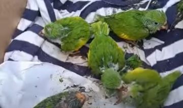 La Paz: Rescatan a 59 pericos que eran comercializados ilegalmente en Palos Blancos