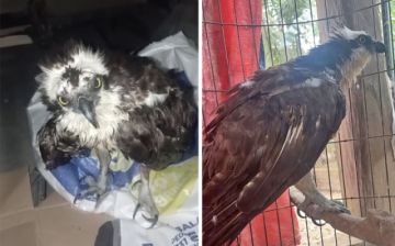 Santa Cruz: Rescatan a águila pescadora que migró desde Estados Unidos