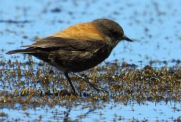 Sernap logra el primer lugar nacional en especies de aves registradas durante el October Big Day