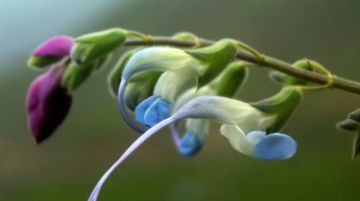 Descubren una flor en los Andes peruanos y la bautizan con el nombre de Messi