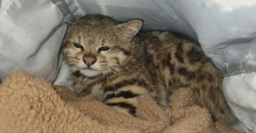 Cochabamba: Rescatan a gato de las pampas que era comercializado por redes sociales
