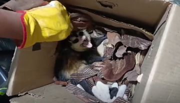 Tarija: Rescatan una zarigüeya junto a sus cuatro crías en Yacuiba