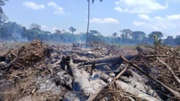 La ABT interviene actividades forestales ilegales en Beni