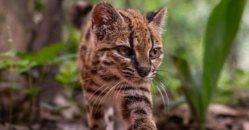 El tilcayo será la mascota de los Juegos Bolivarianos La Paz 2029