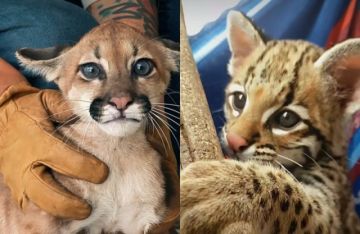 Rescatan a un puma y ocelote que eran retenidos como mascotas
