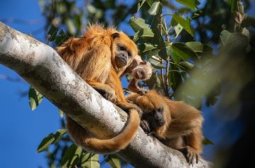 Decreto 5753: Aprueban plan nacional con 17 metas para proteger la biodiversidad al 2030