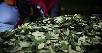 Bolivia busca un balance entre el uso tradicional de la hoja de coca y la lucha contra el n@rc*tráf|co
