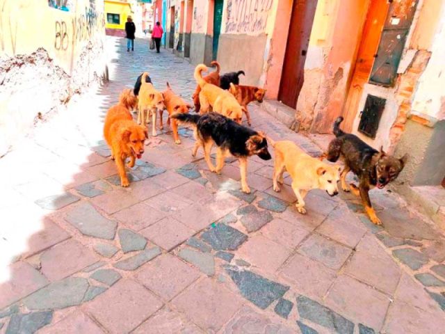 人獣共通感染症、今年これまでに2例目の犬の狂犬病症例を検出