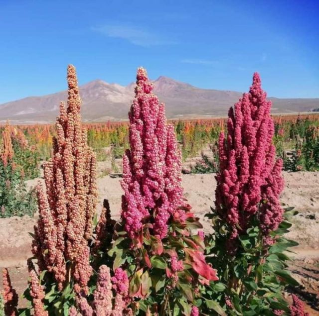 La quinua real demuestra su superioridad nutricional y ratifica que es boliviana