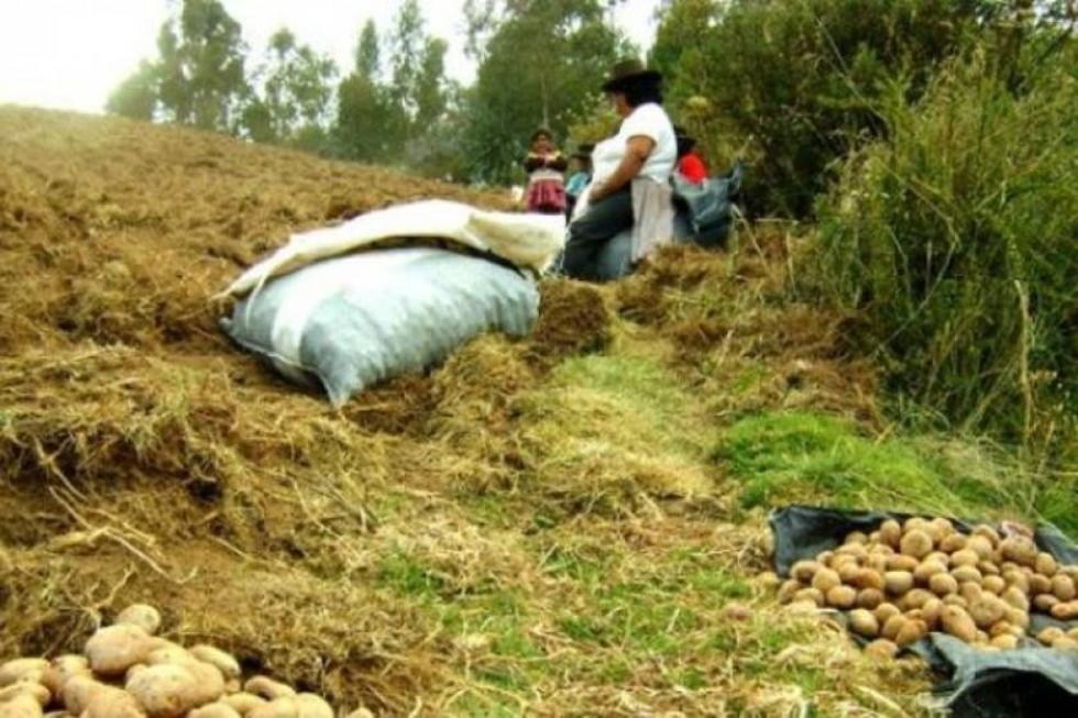 La producción agropecuaria se reduce del 80 % al 37 %