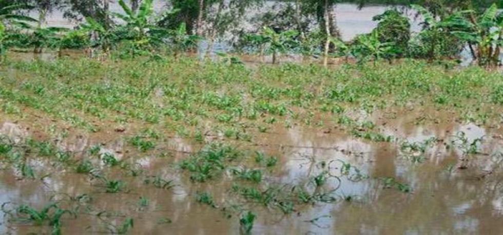 Lluvias afectan cosechas y aún hay productos en riesgo
