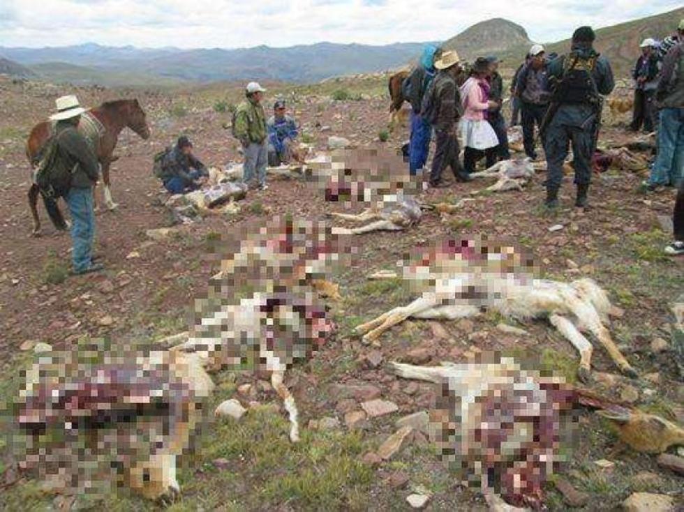 Exterminadores de vicuñas son enviados a prisión preventiva