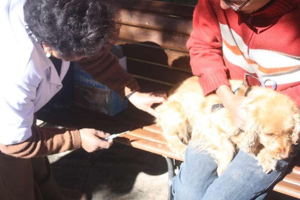 Vacunación canina es el 6 de septiembre