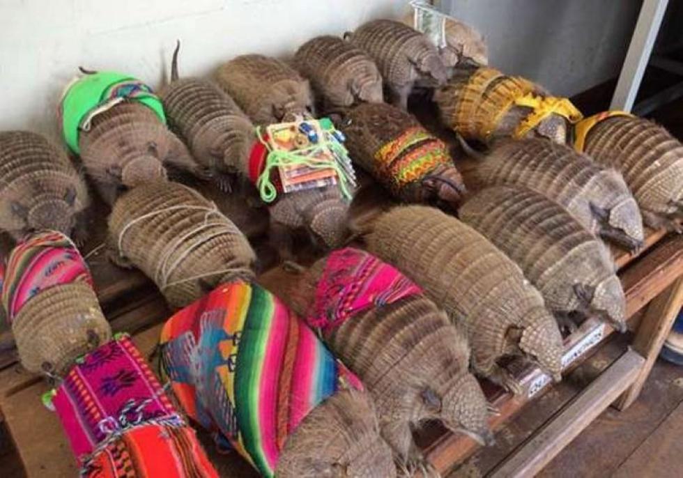 Decomisaron 479 partes de animales silvestres 