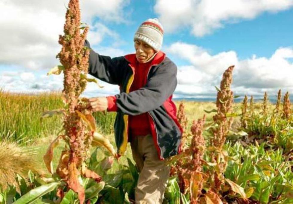 Bajo precio de la quinua afecta a los productores del área rural