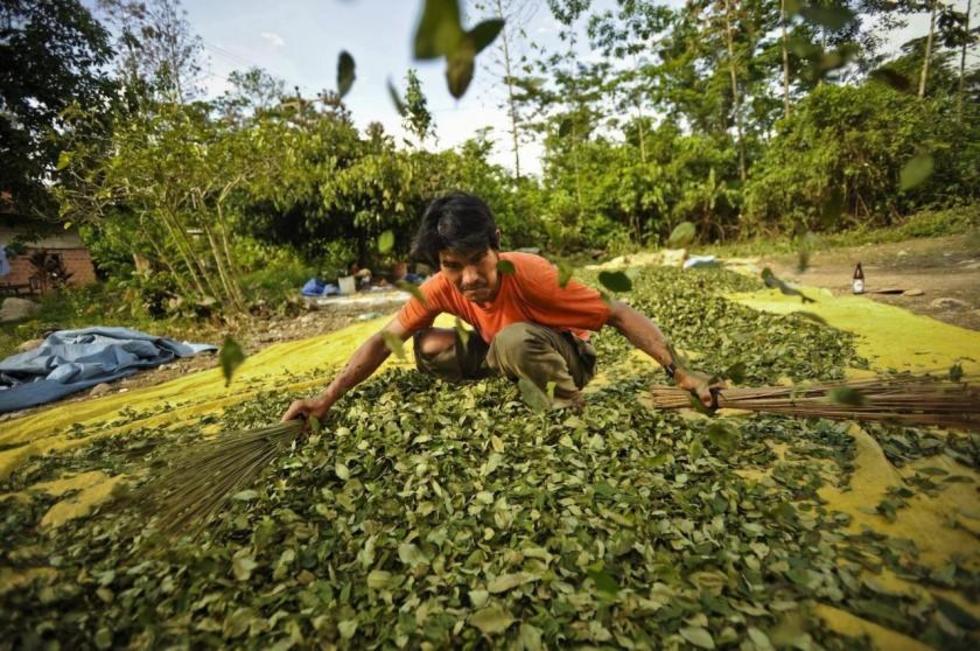 EE.UU. plantea cita con ONU y Bolivia sobre cultivos de coca