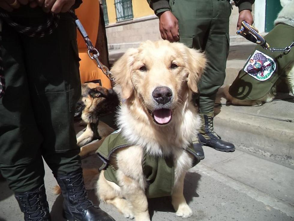 La vacunación antirrábica busca llegar a 190.000 perros y gatos