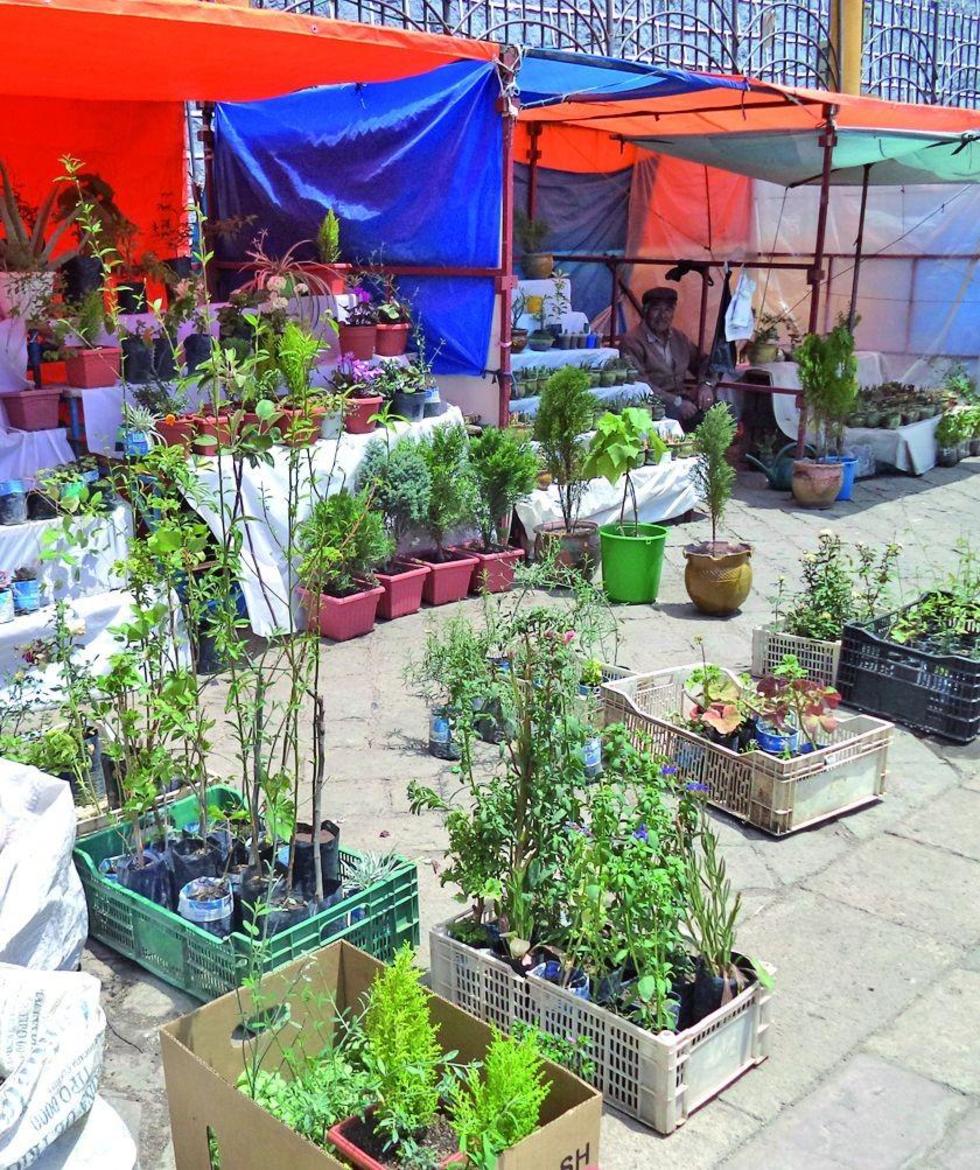 Los productores de plantas piden seguir la promoción