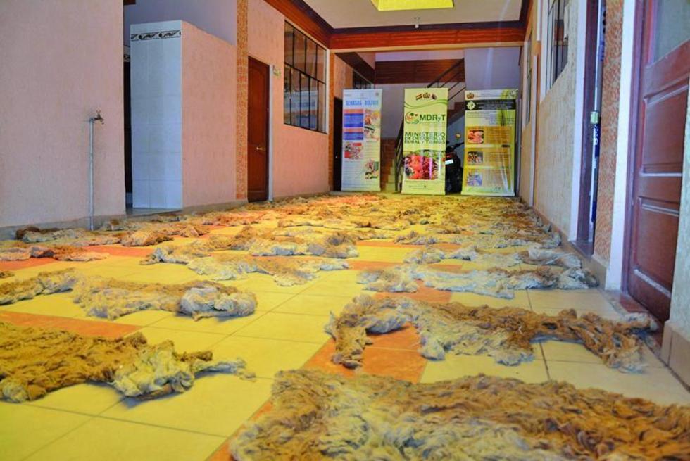 Se incautan 14 kilos de fibra de vicuña en un ómnibus