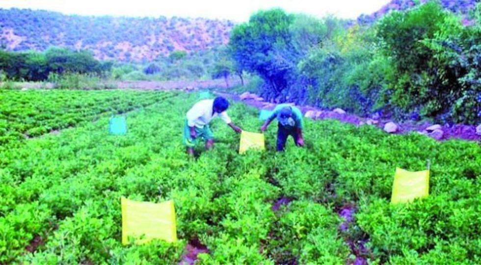Toro Toro espera al El Niño con bombas antigranizo