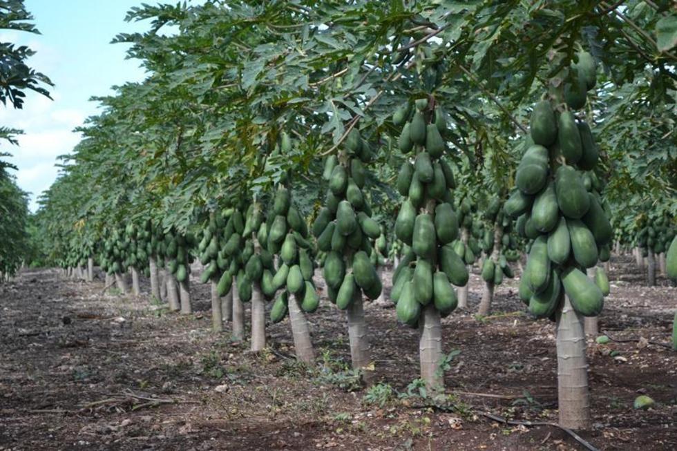 Toro Toro tiene 100 hectáreas de plantaciones de papaya