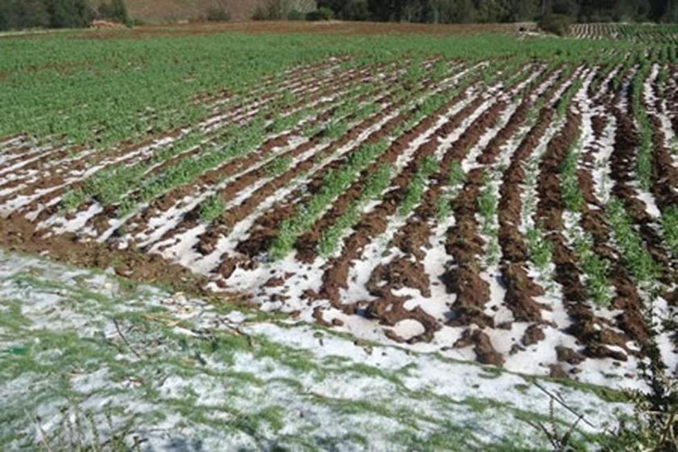 Heladas y granizadas afectan a cuatro municipios del Departamento