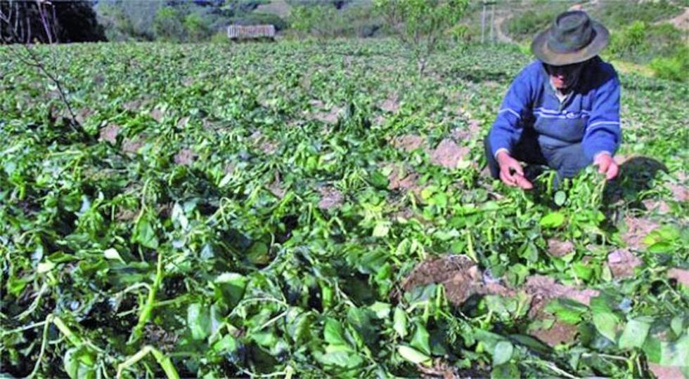 Granizada y helada destruyen varias hectáreas de cultivos