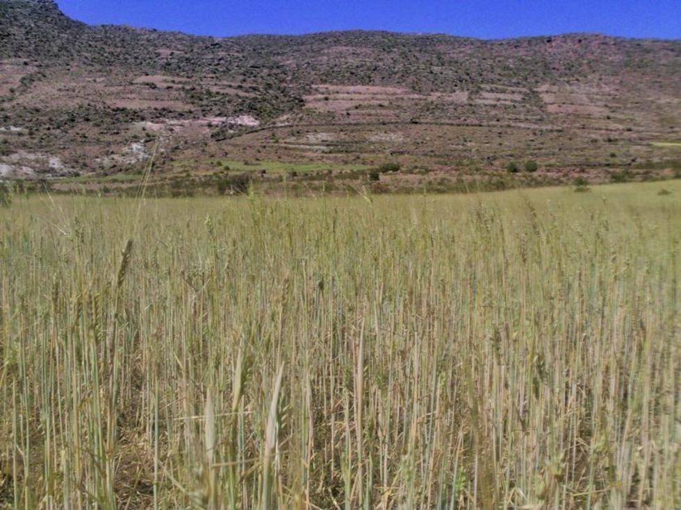 Granizadas y sequías afectan a municipios del Departamento