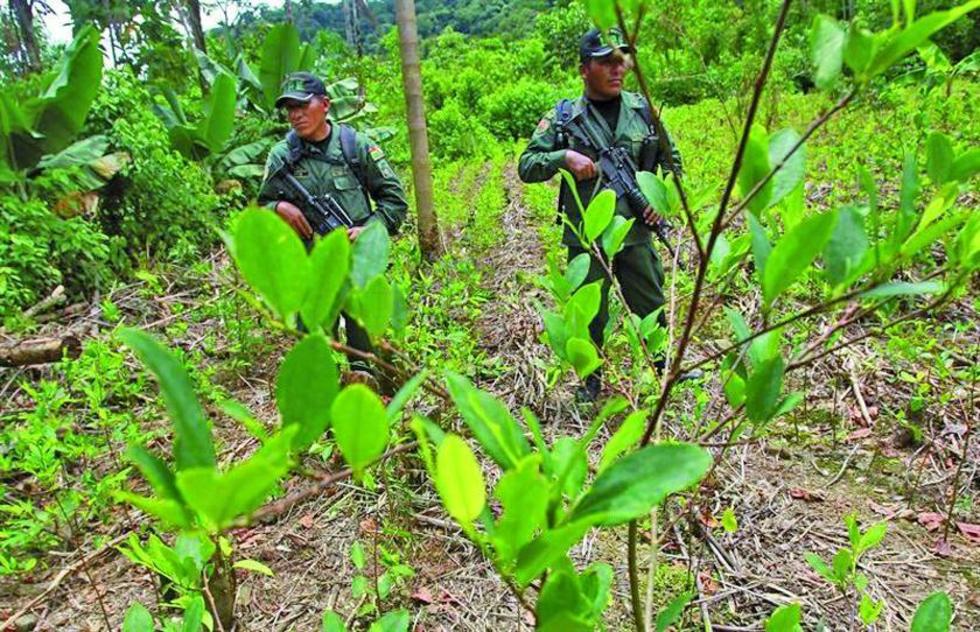 Bolivia erradica más de 11 mil hectáreas de coca ilegal durante el 2015
