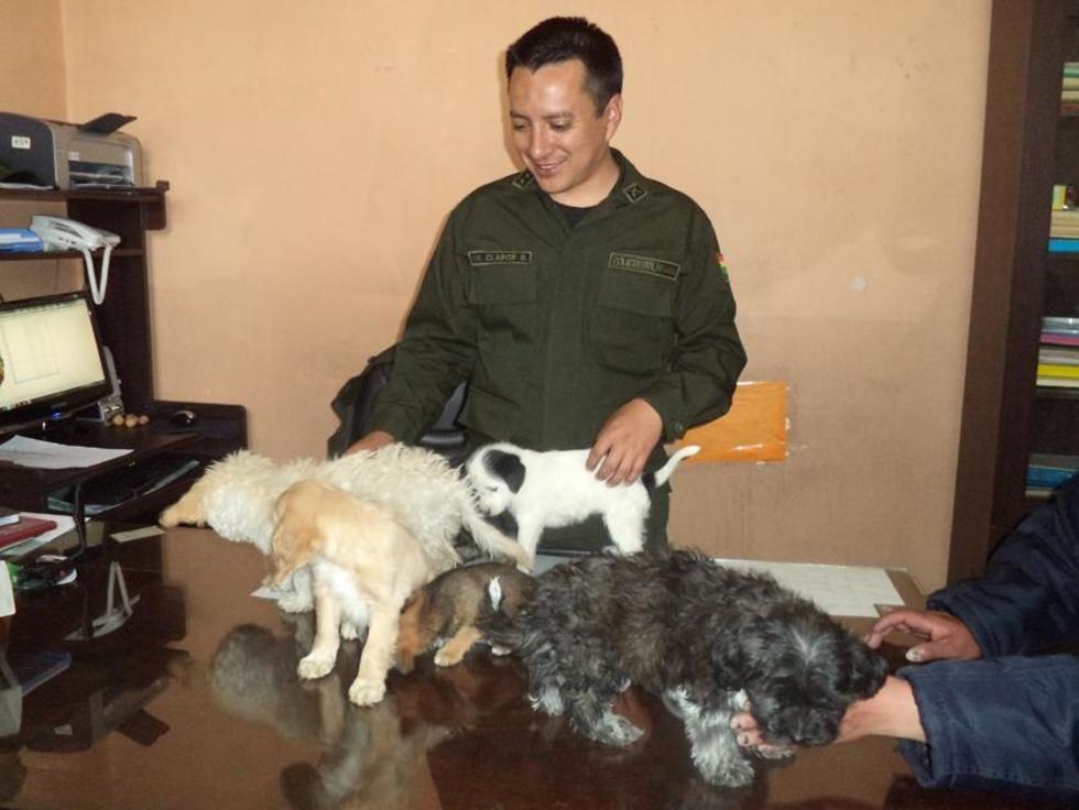 Confiscan perros que vendían en la calle