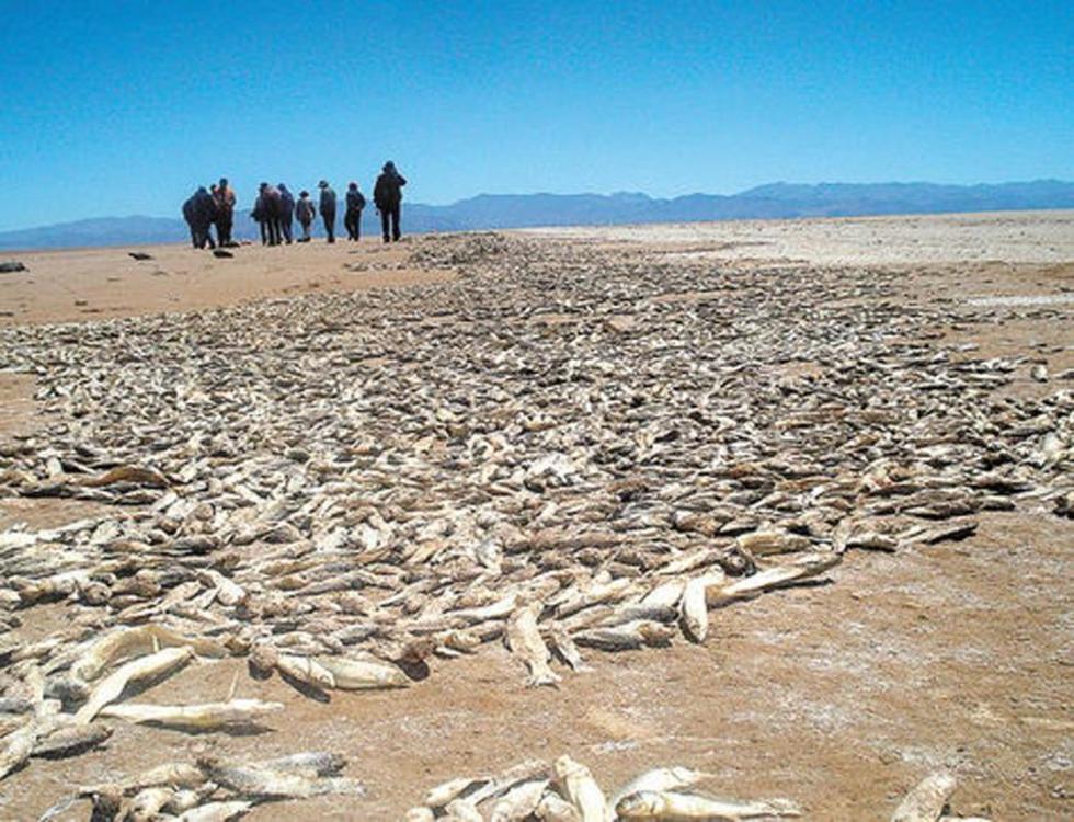 Promulgan una ley que declara  desastre en el lago Poopó 