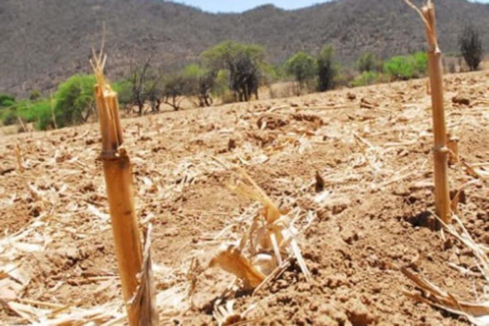 Advierten que habrá escasez de alimentos en 2016 por la sequía