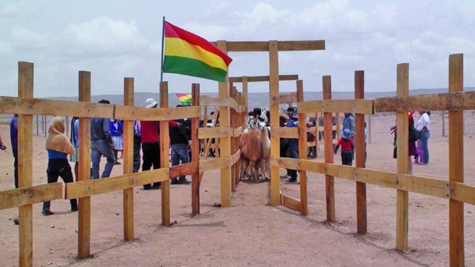 Producción de la llama en el sudoeste consolida apoyo