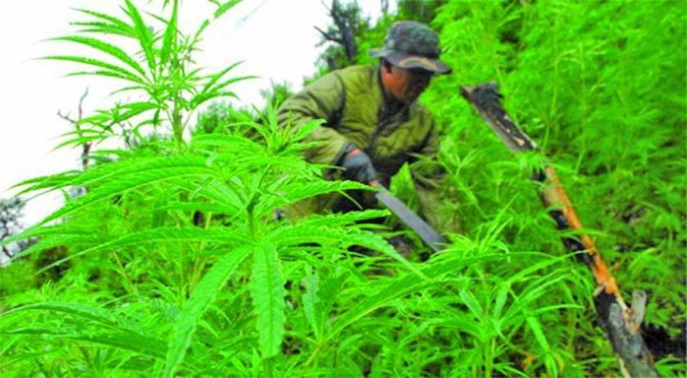 Felcn destruye sembradío de 1.5 hectáreas de marihuana
