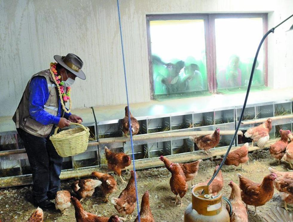 Comienza la venta de huevo de la granja municipal de Tamari