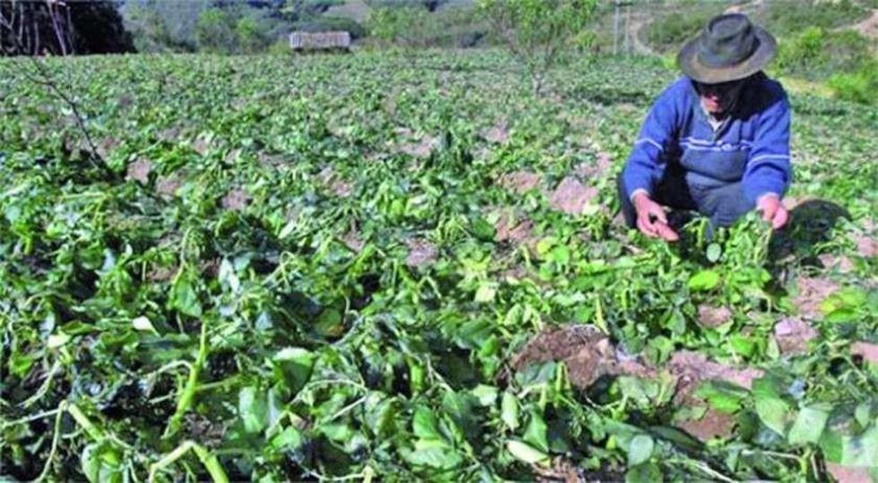 Las heladas afectan cultivos de al menos 7 municipios de Potosí