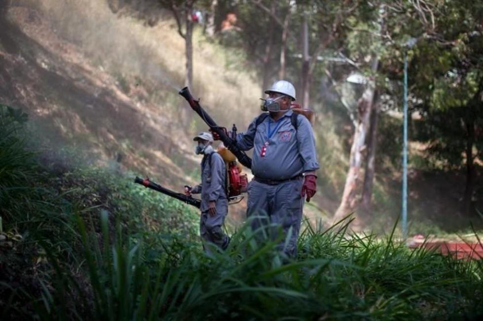 OMS decidirá la próxima semana si brote de zika es emergencia internacional