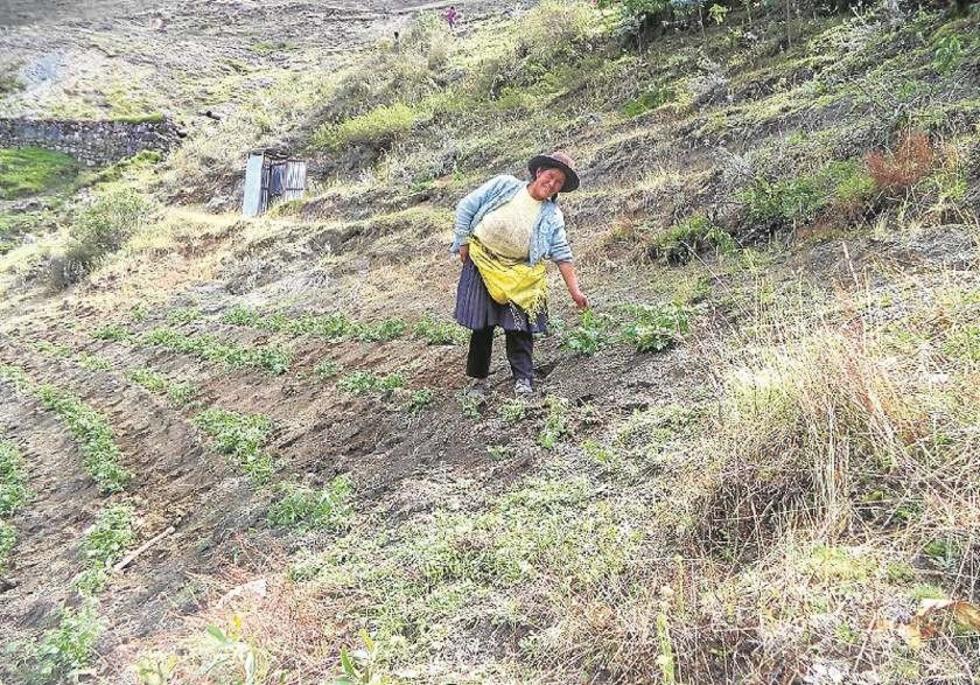 Alcalde dice que el 60 % de su producción está dañada